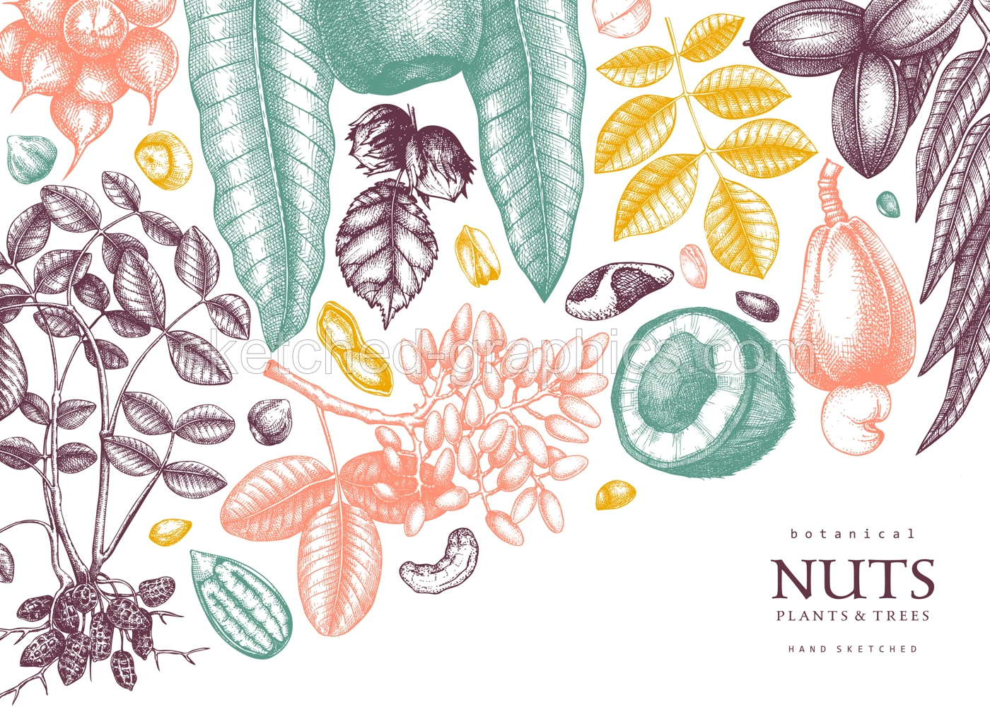 Nuts Background Vintage Botanical Frame Illustration